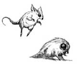 tn_furry creatures.jpg (6554 bytes)