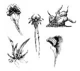 tn_plantlife.jpg (12657 bytes)