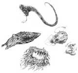 tn_sea creatures.jpg (8300 bytes)
